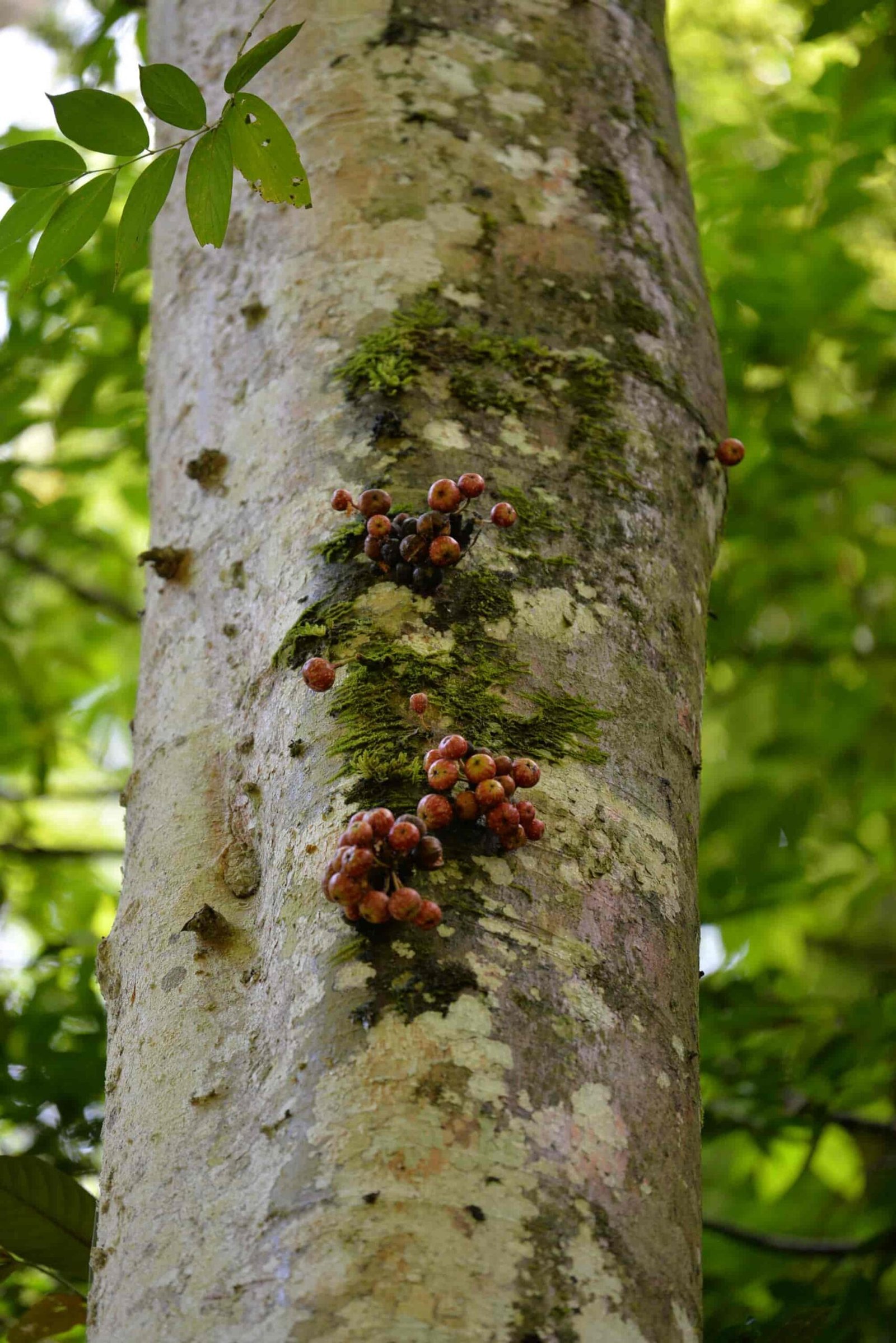 Buah Ara